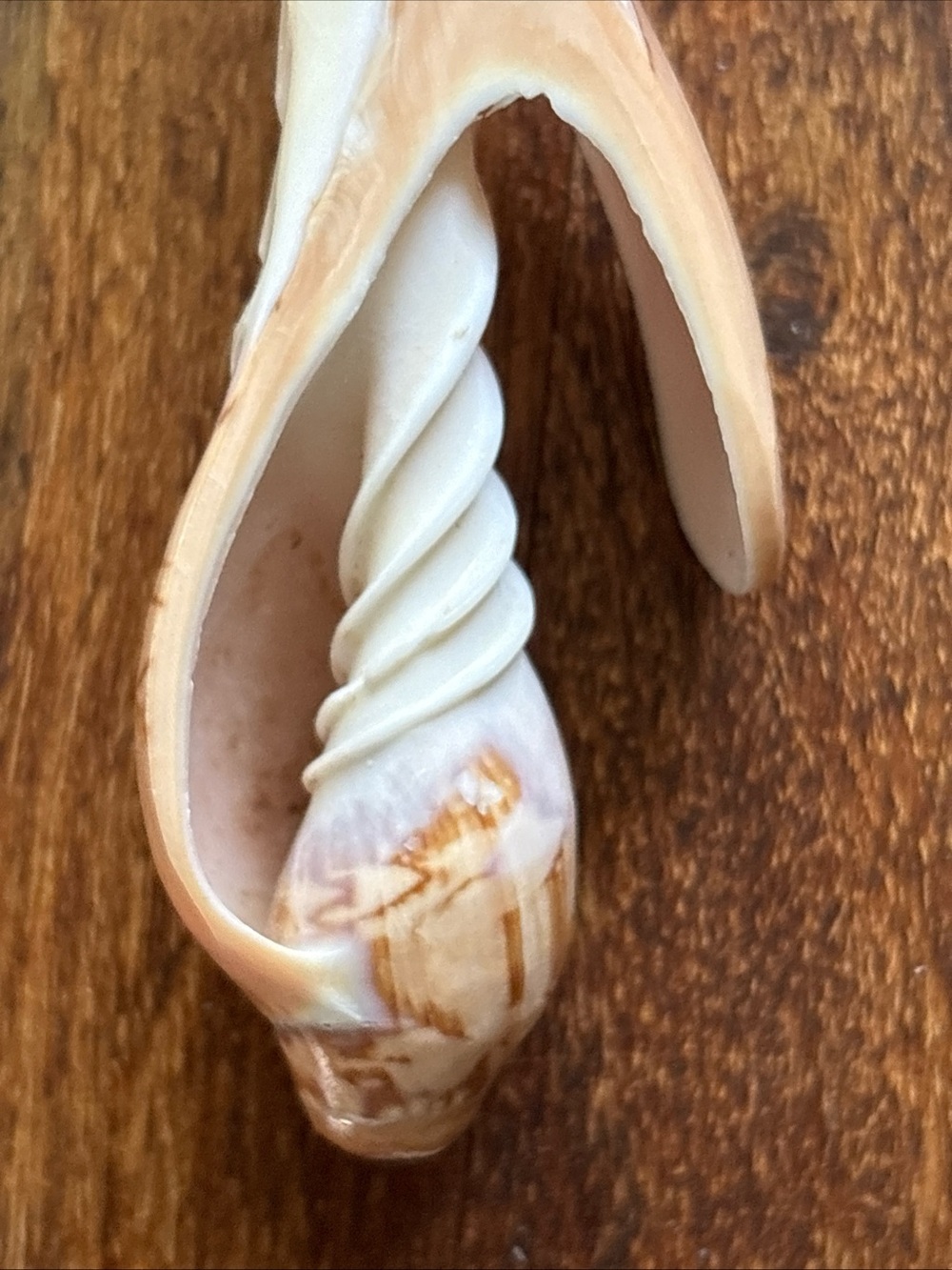 Beautiful and unique fork & spoon hand carved conch sea shell - Picture 8 of 12
